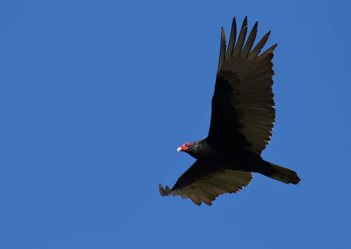 Turkey Vulture - Greg Gillson