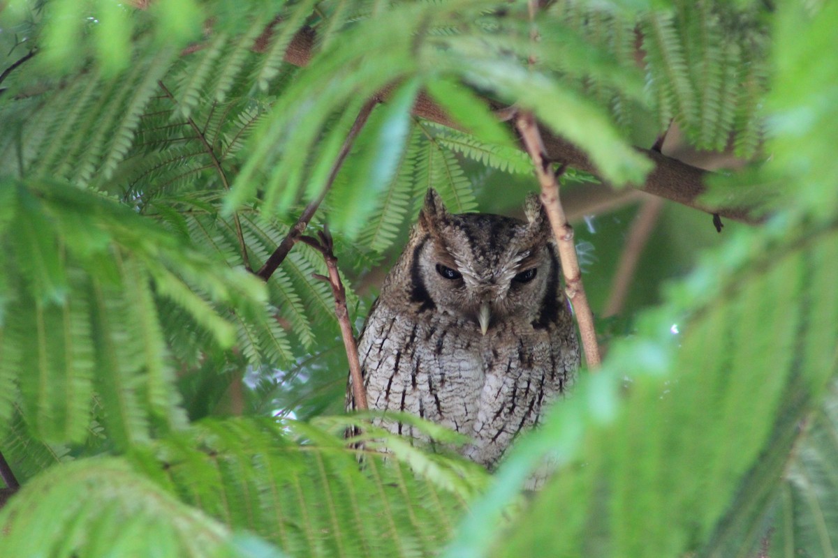 Tropical Screech-Owl - Marie Chappell