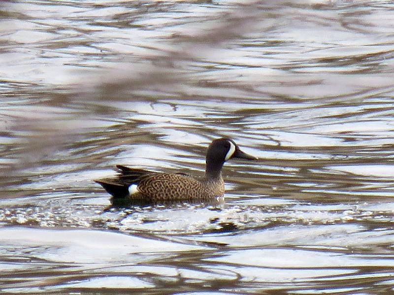 Blue-winged Teal - ML149762971