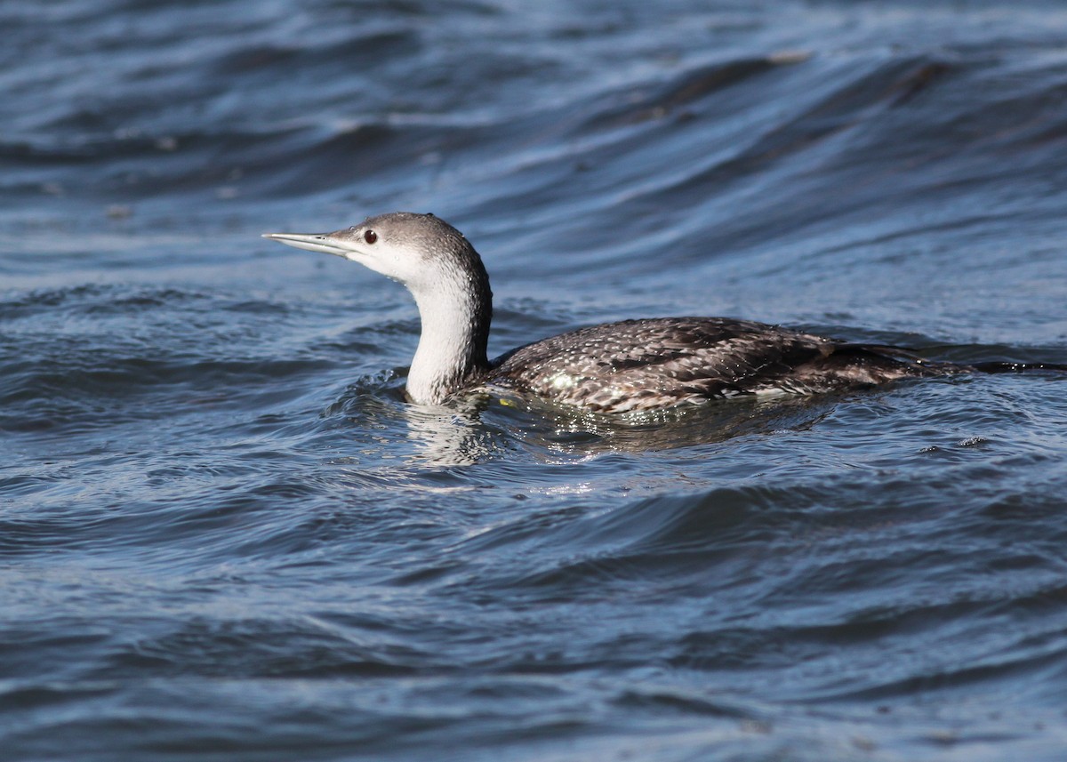 Red-throated Loon - ML149763311