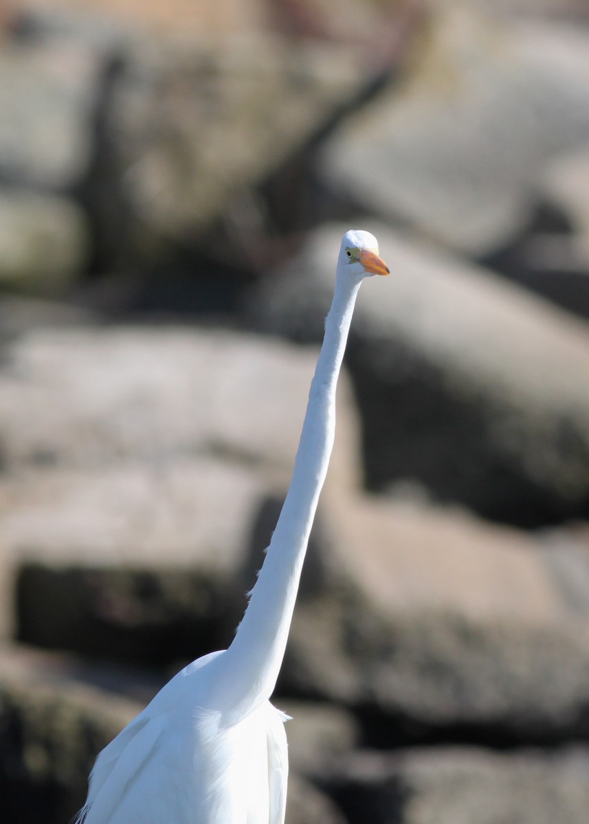 Great Egret - Zane Pickus