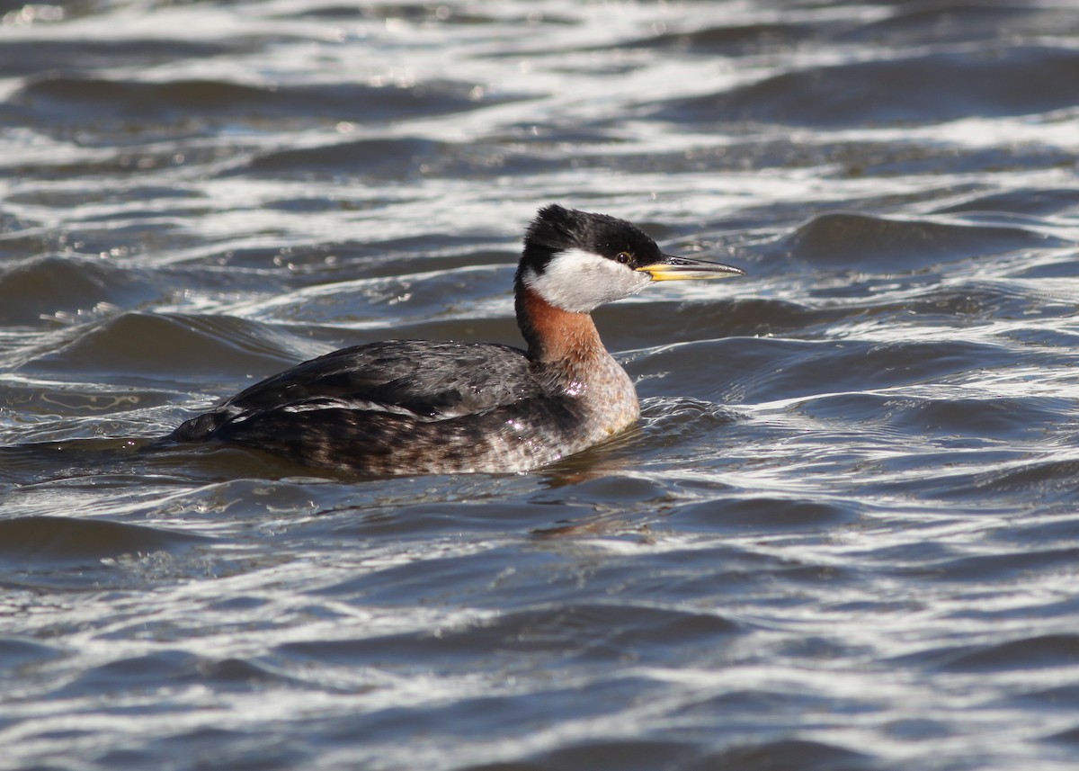 Red-necked Grebe - ML149764331