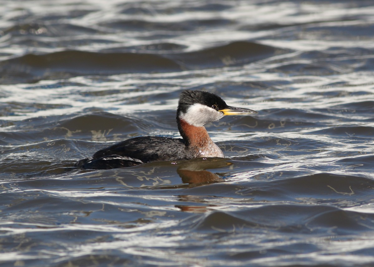 Red-necked Grebe - ML149764521