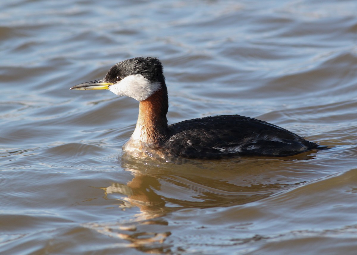 Red-necked Grebe - ML149764721