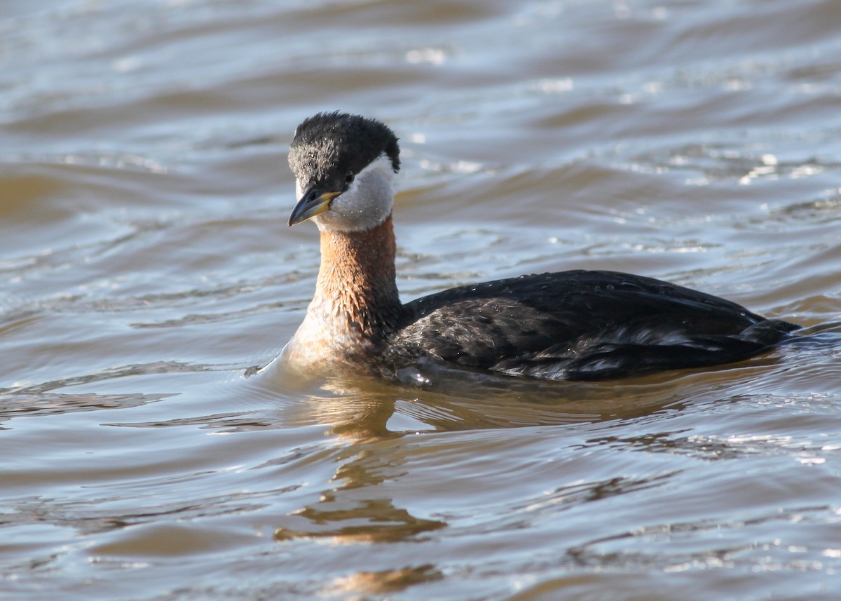 Red-necked Grebe - ML149764741