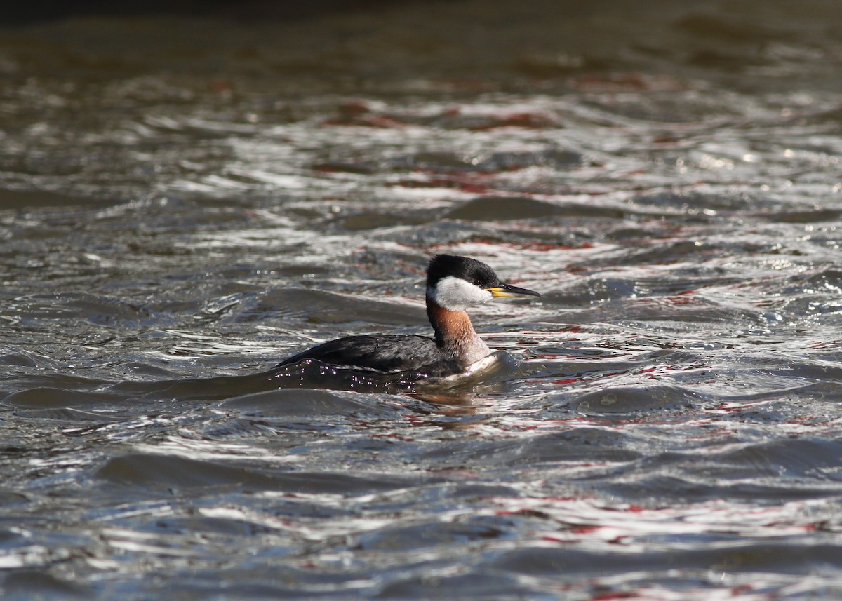 Red-necked Grebe - ML149764761