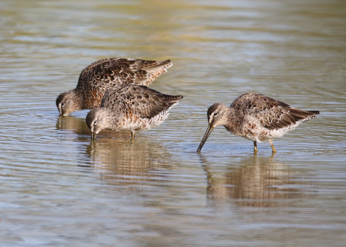 Long-billed Dowitcher - ML149765041