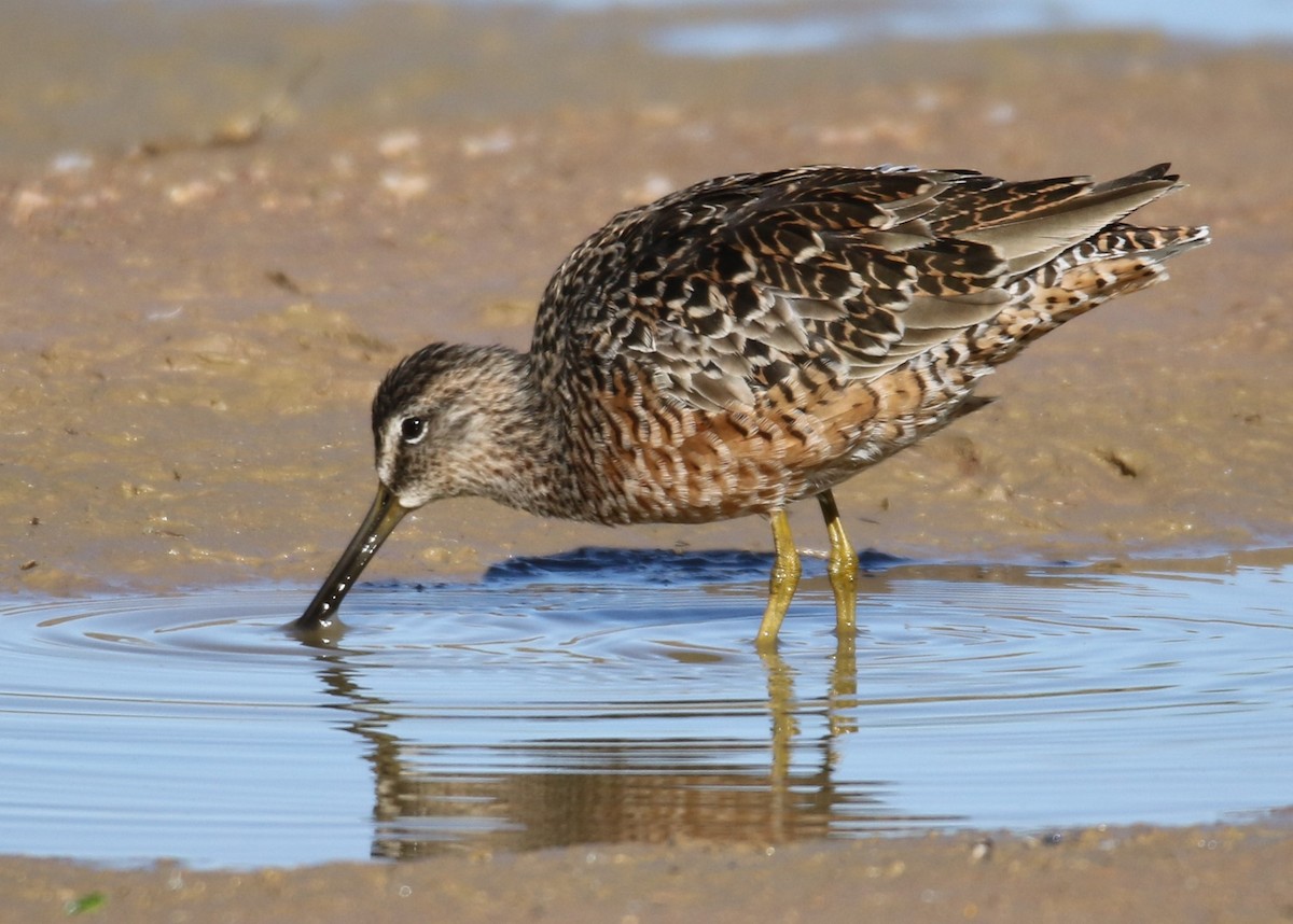 Long-billed Dowitcher - ML149765081