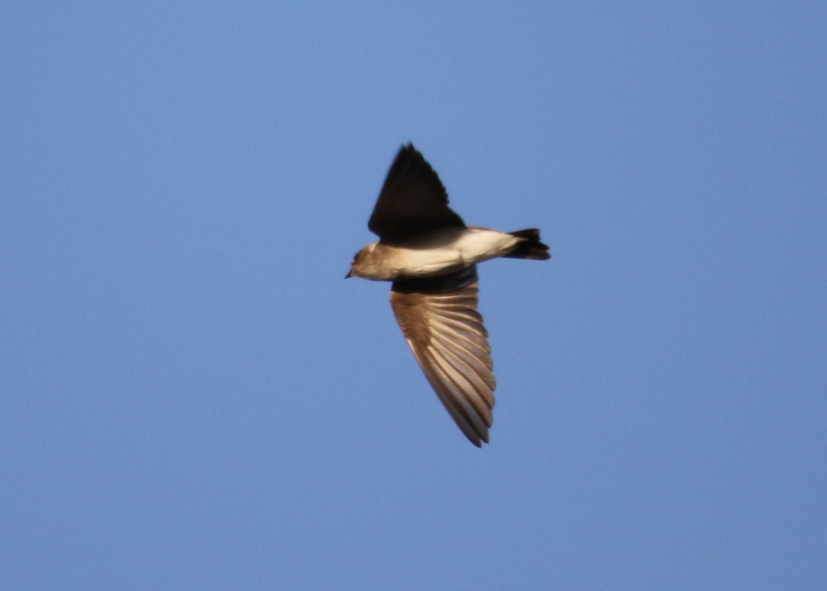Northern Rough-winged Swallow - ML149765571