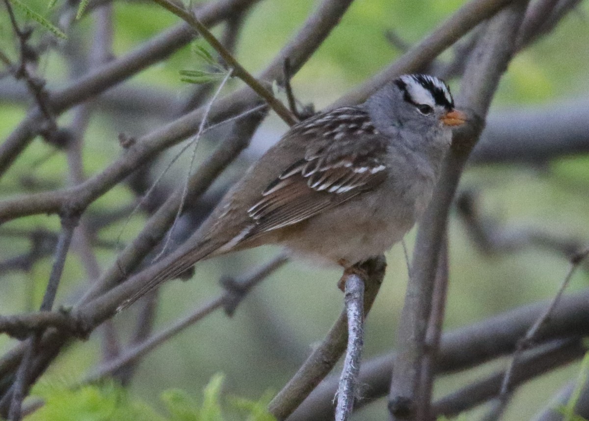 White-crowned Sparrow - ML149765901
