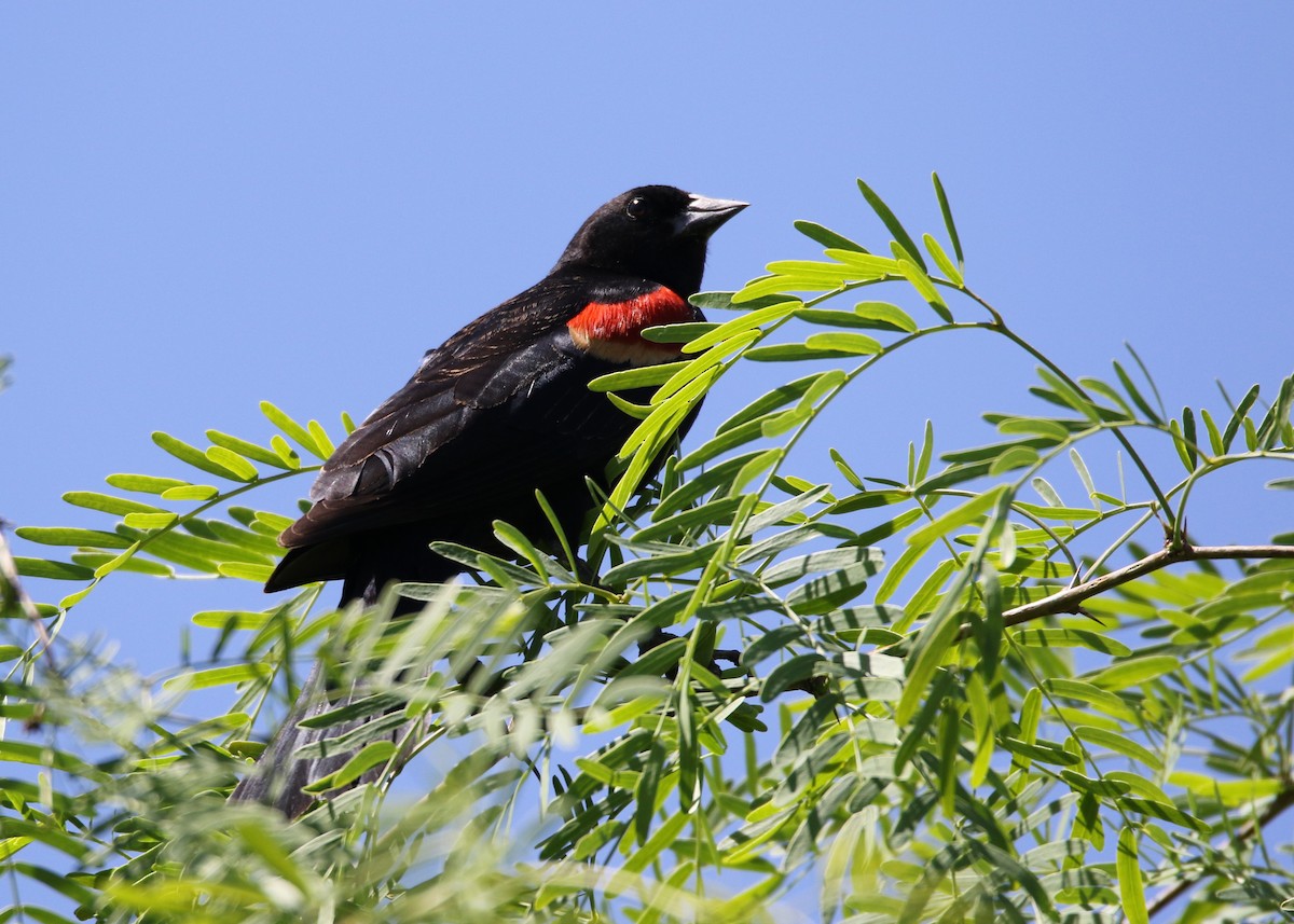 Red-winged Blackbird (Red-winged) - ML149766061