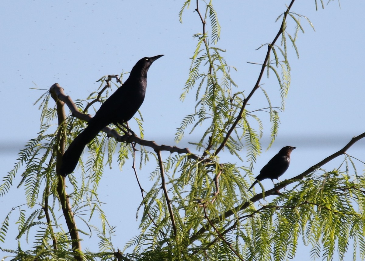 Great-tailed Grackle - ML149766141