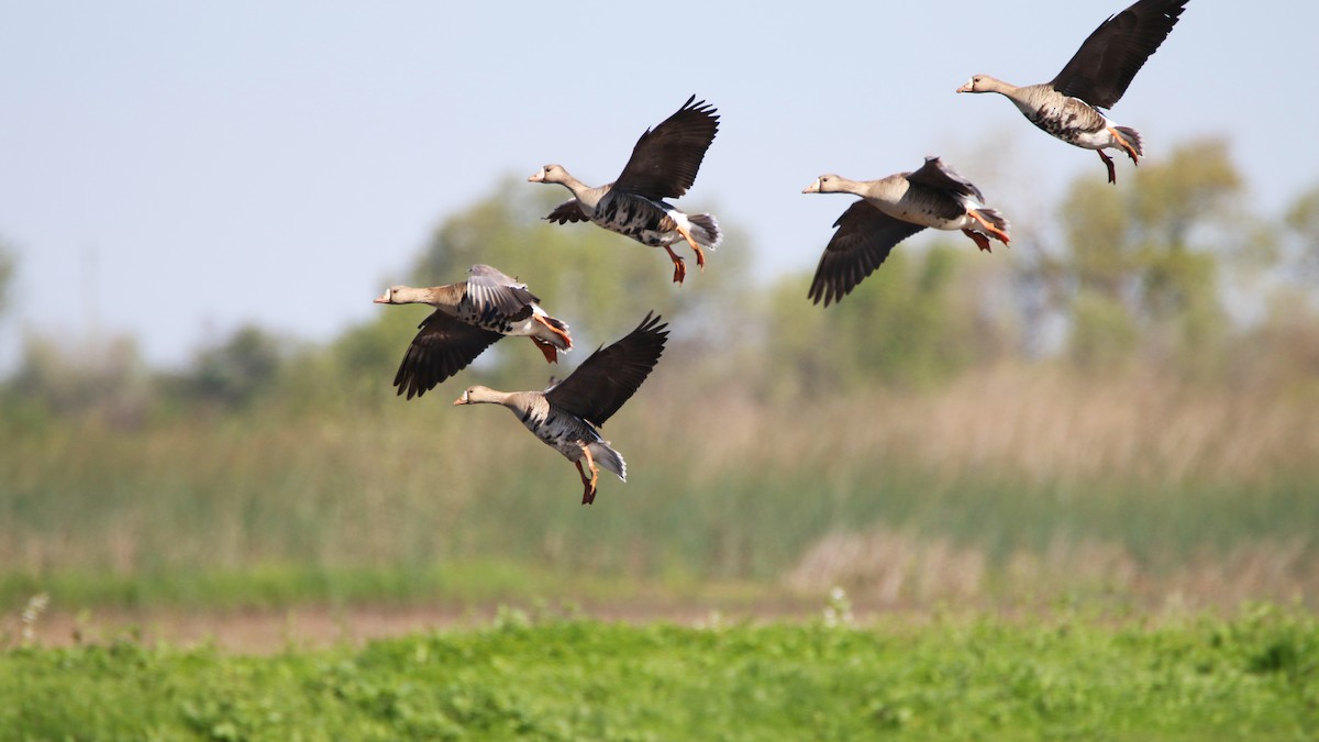 Greater White-fronted Goose - ML149767201