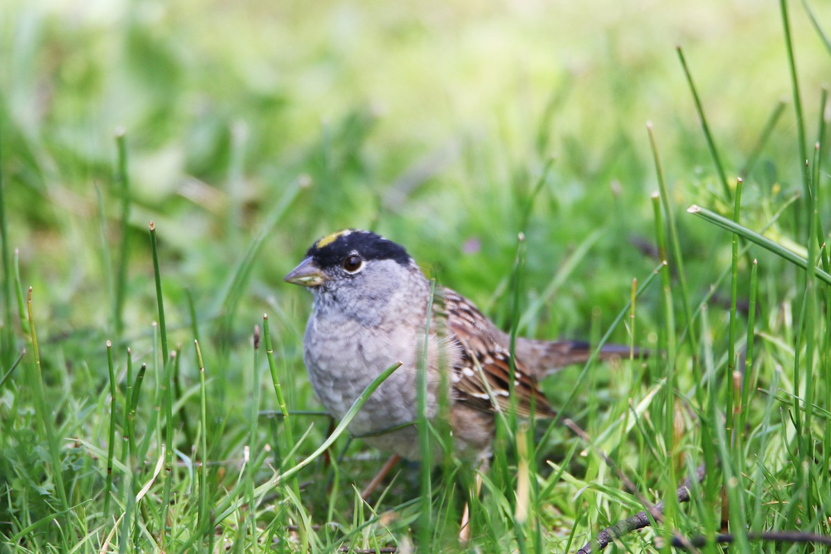 Golden-crowned Sparrow - ML149768311