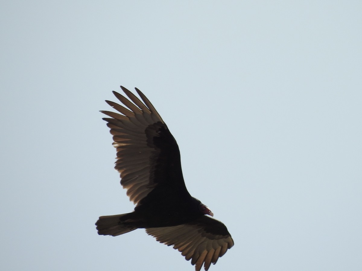 Turkey Vulture - ML149769851