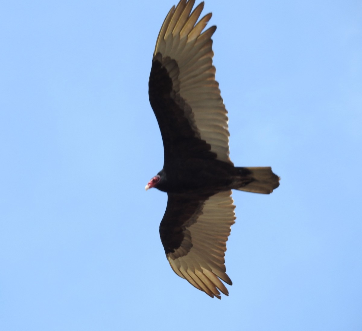 Turkey Vulture - ML149769861