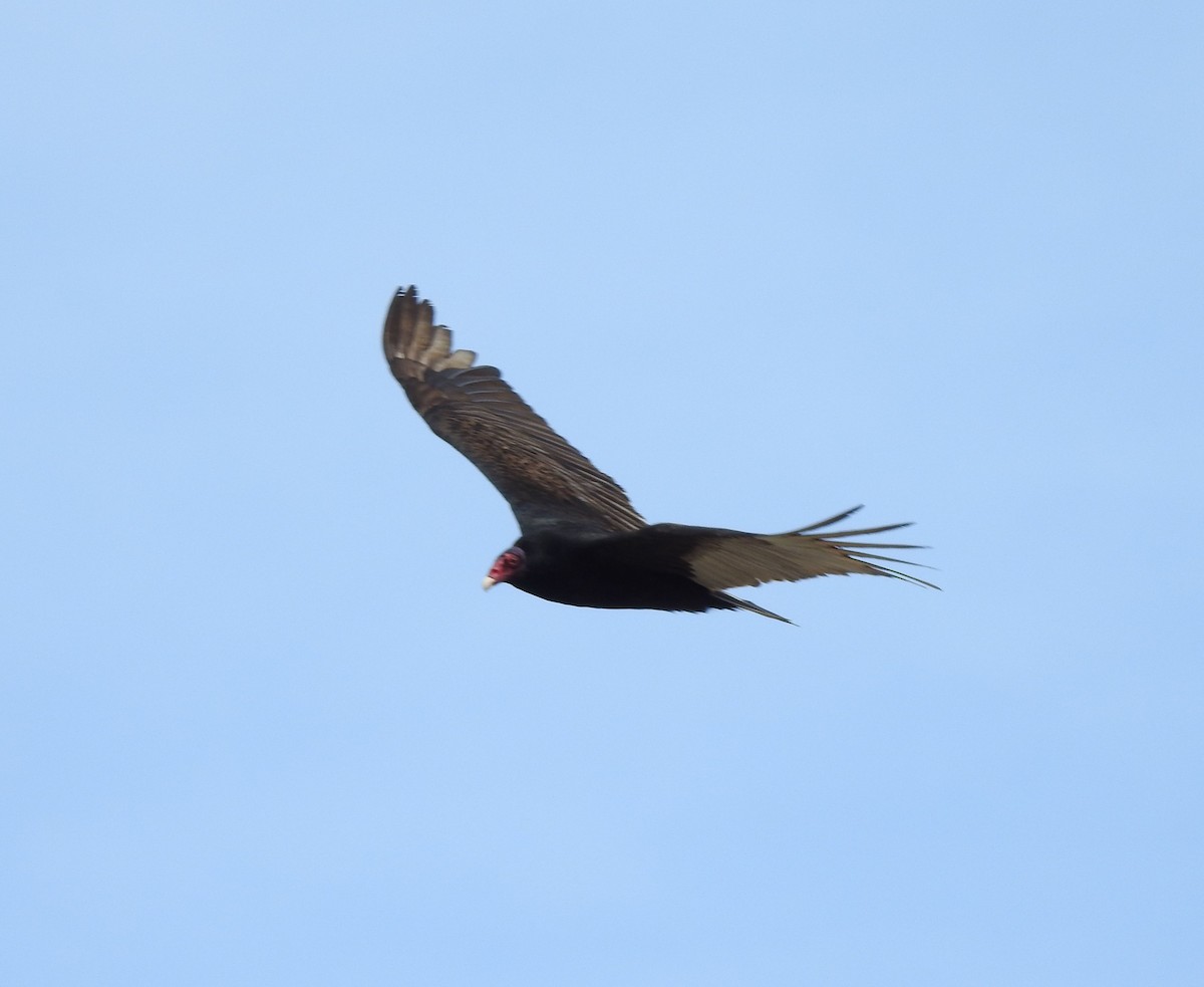 Turkey Vulture - ML149769921