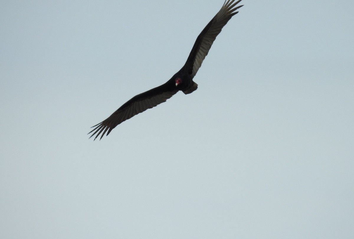 Turkey Vulture - ML149769951