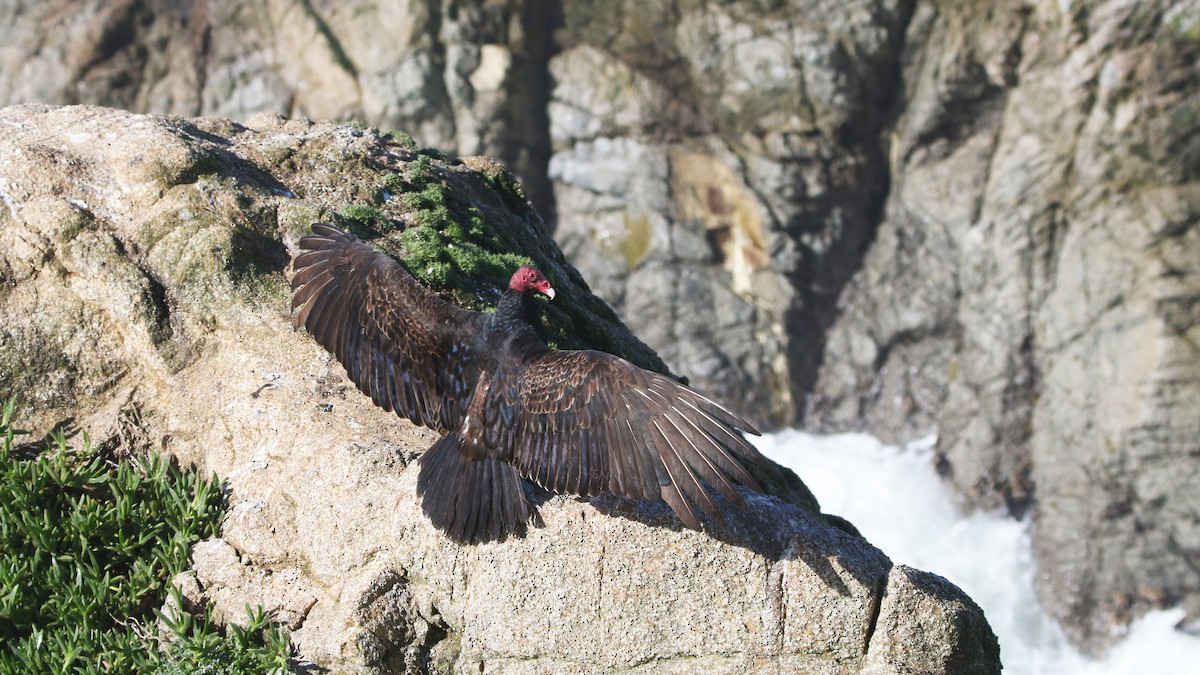 Turkey Vulture - ML149772591