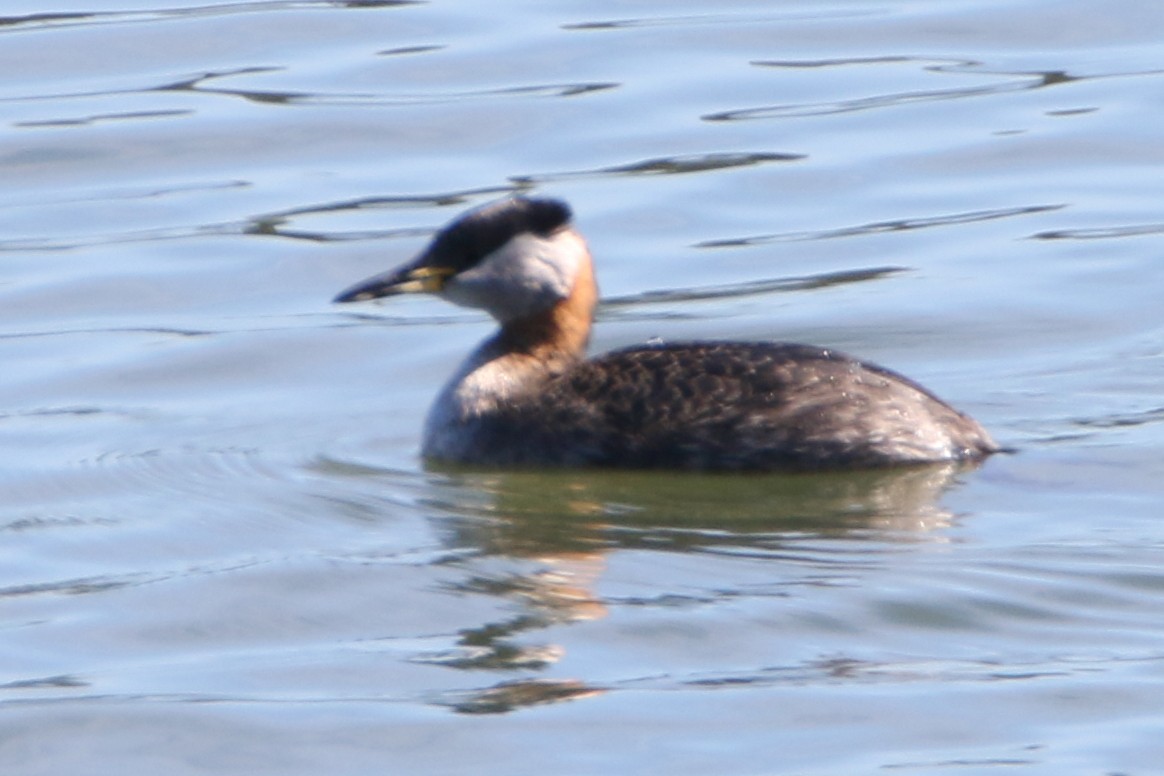 Red-necked Grebe - ML149772841
