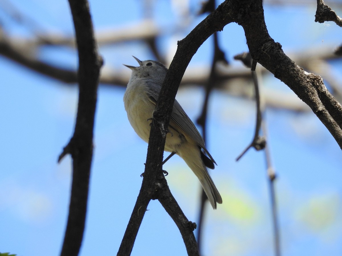 Lucy's Warbler - H B³