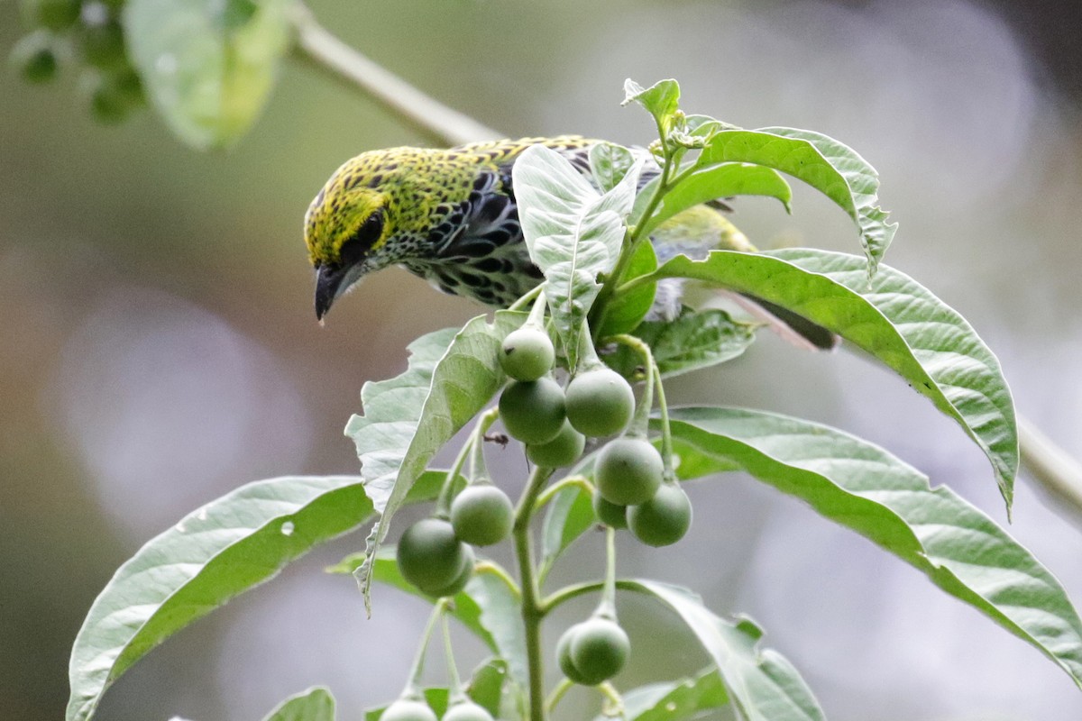 Speckled Tanager - Cameron Eckert