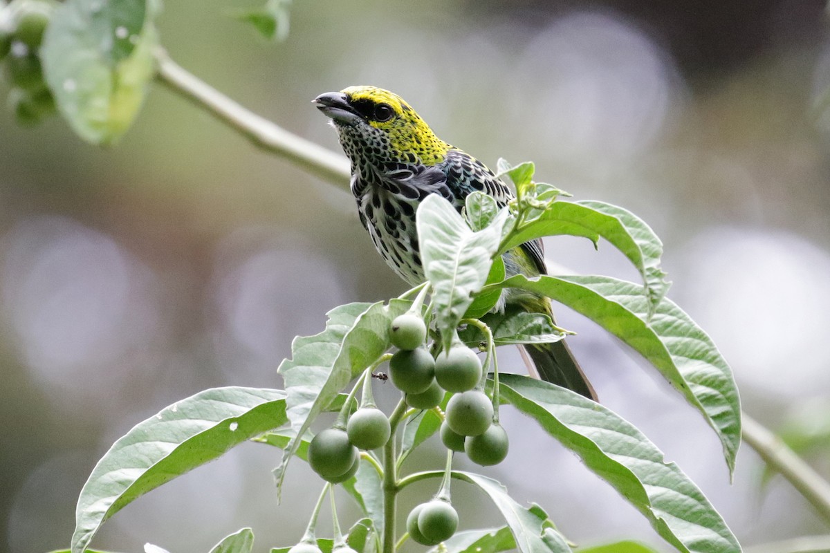 Speckled Tanager - Cameron Eckert
