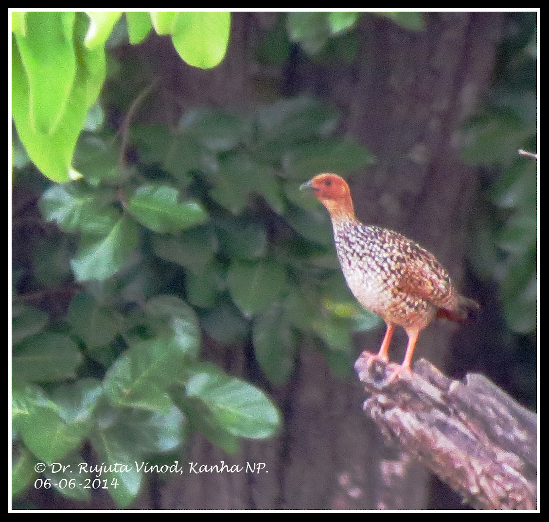 Painted Francolin - ML149775221