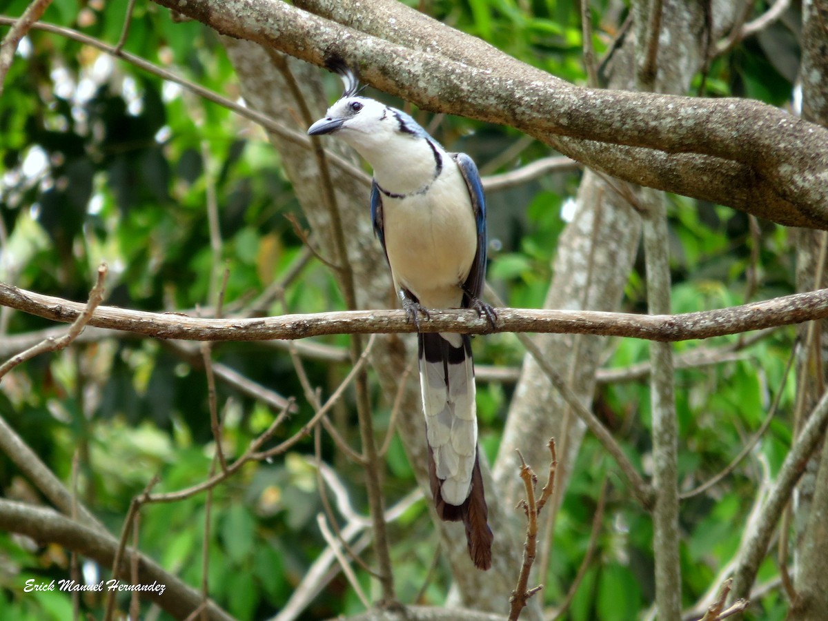 White-throated Magpie-Jay - ML149775731