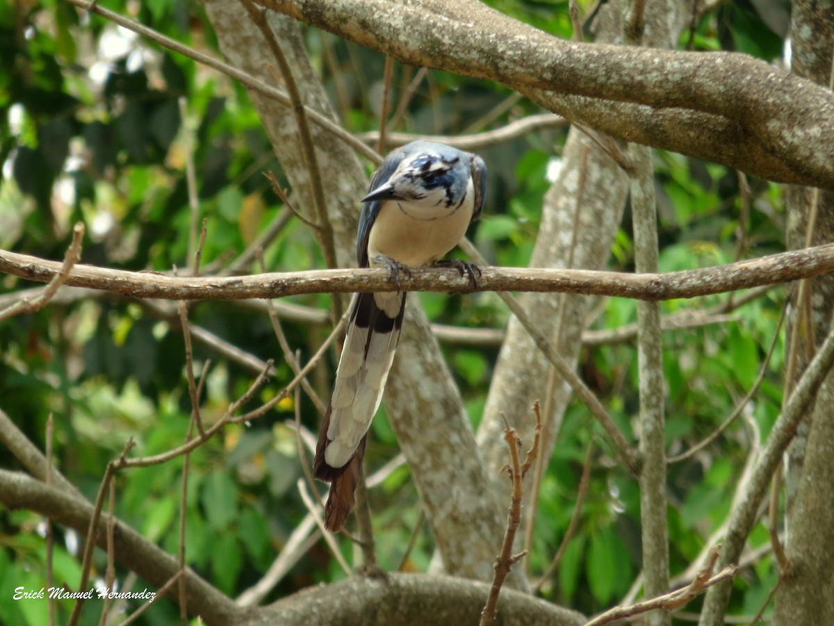 White-throated Magpie-Jay - ML149775771