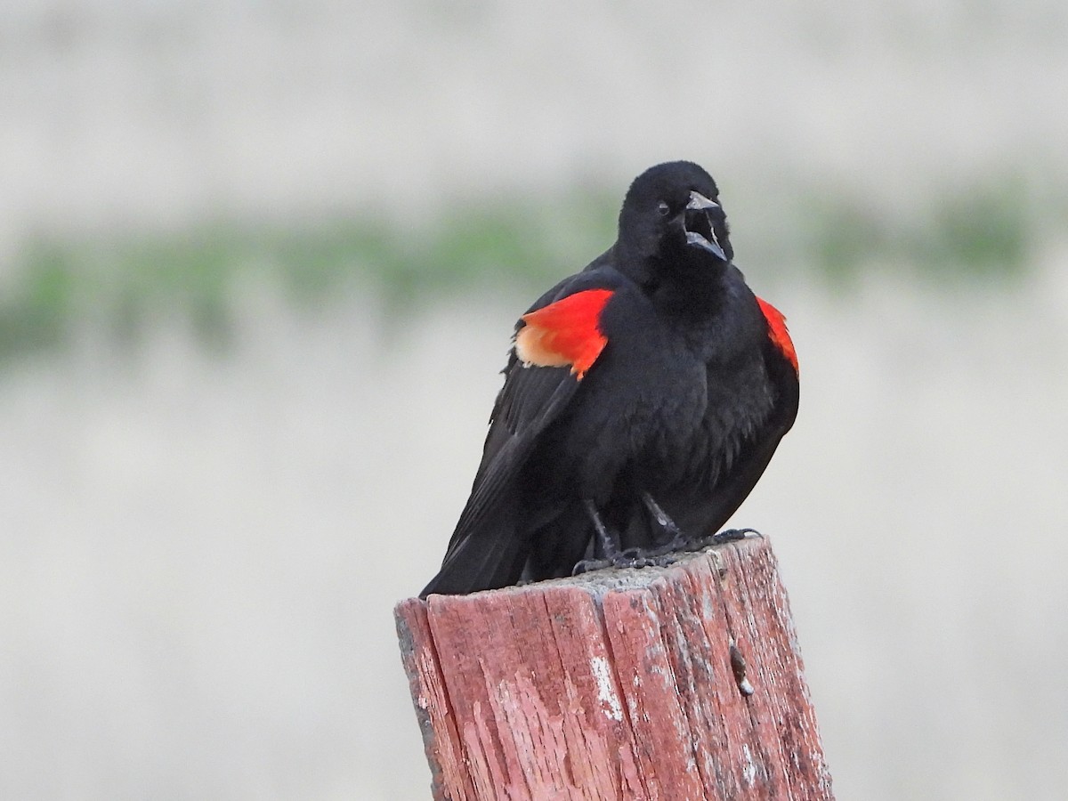 Red-winged Blackbird (Red-winged) - Lauri Taylor