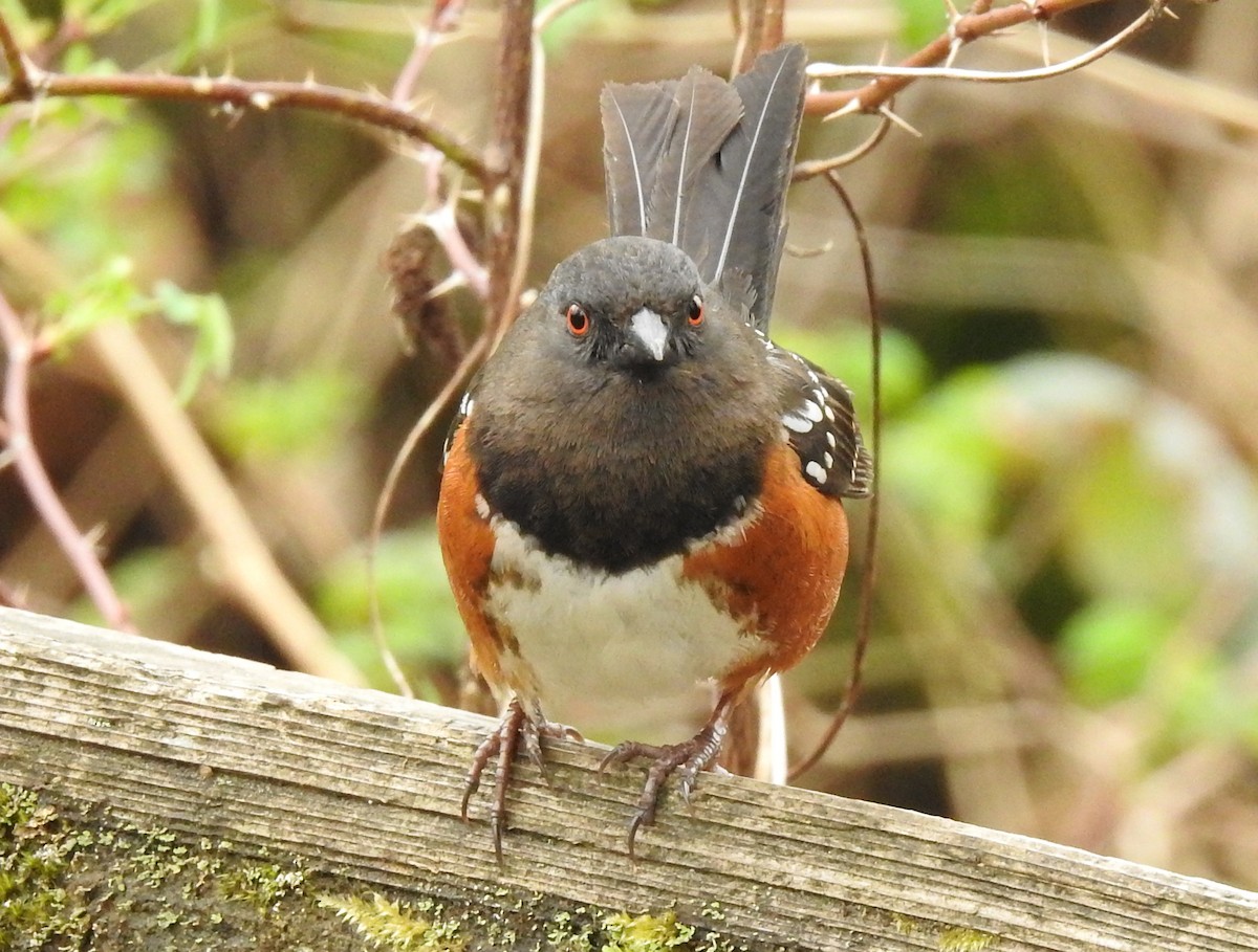 Spotted Towhee - ML149777081