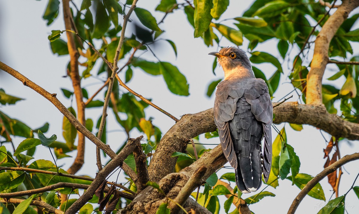 Common Cuckoo - Abhishek Das