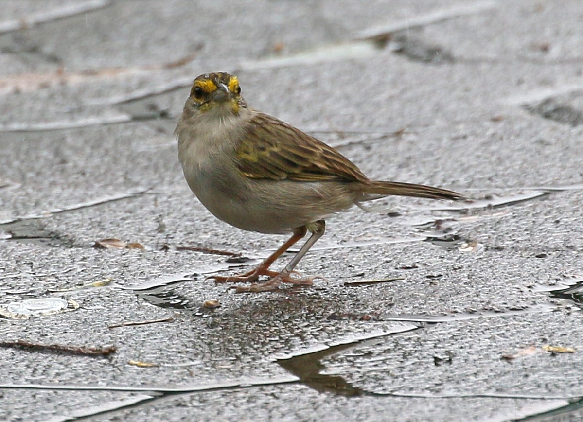 Yellow-browed Sparrow - Charlotte Byers