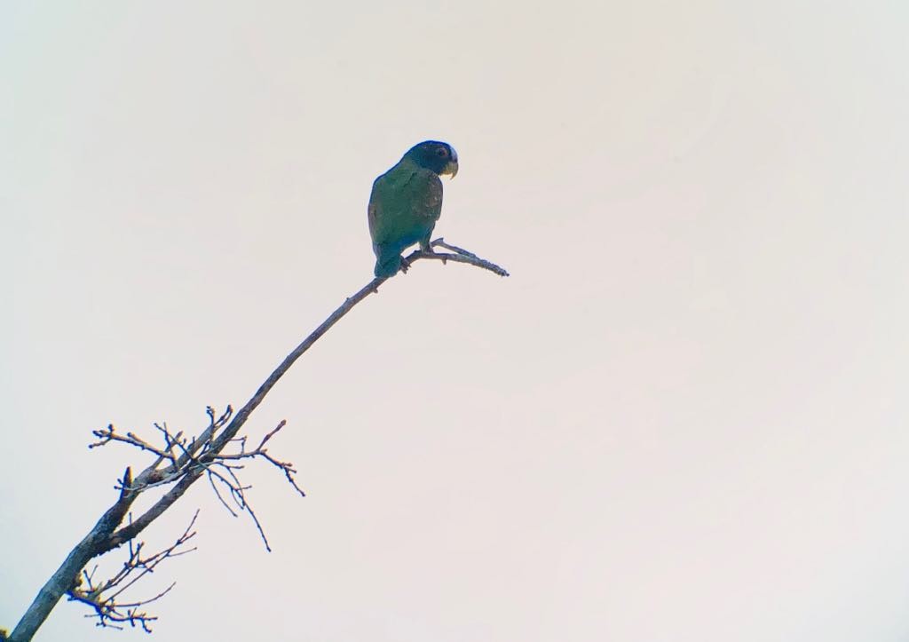 White-crowned Parrot - Cristian Rodriguez