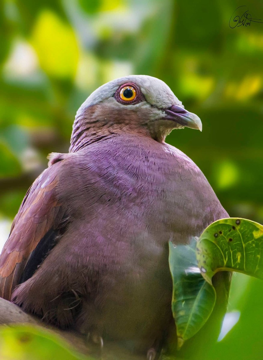Pale-capped Pigeon - Biswanath Mondal
