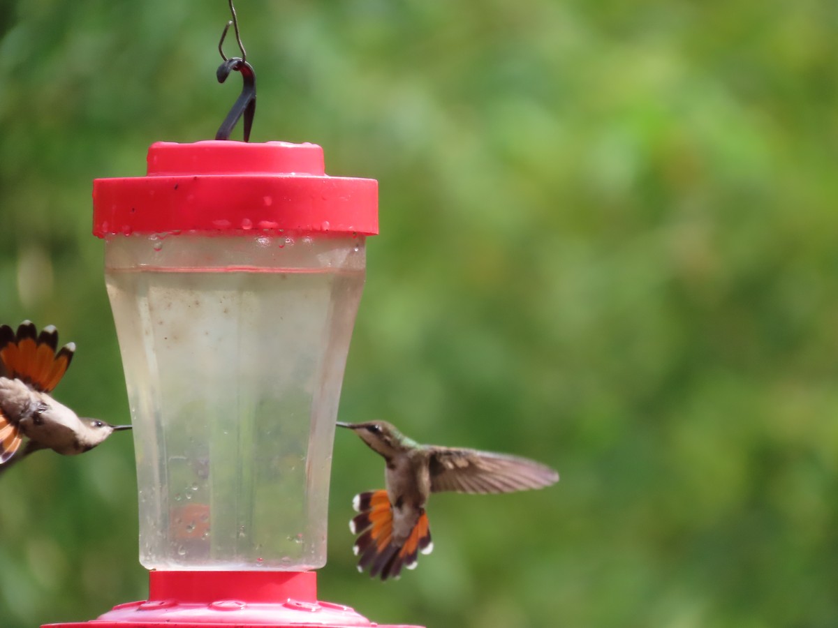 Краснохвостый колибри-отшельник - ML149785601