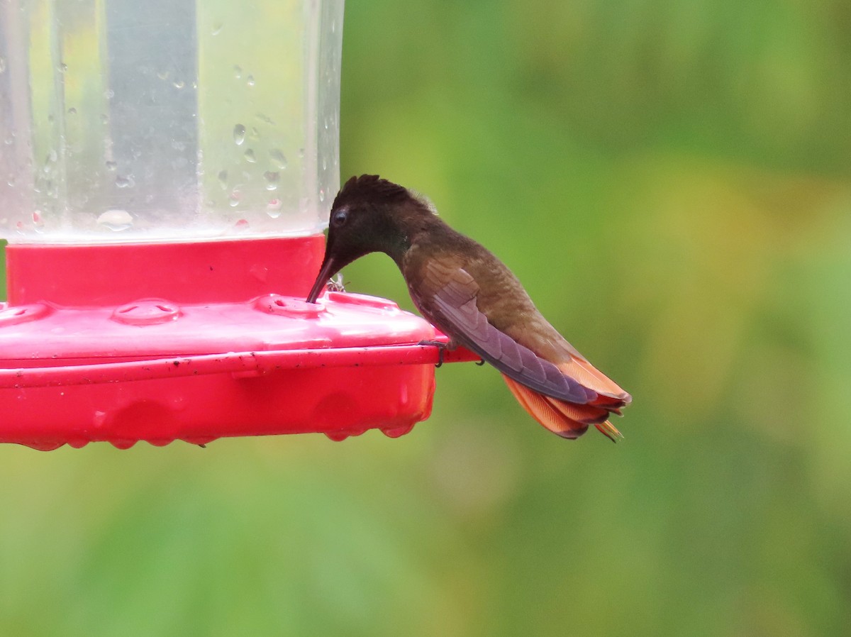 kolibřík červenohlavý - ML149785631