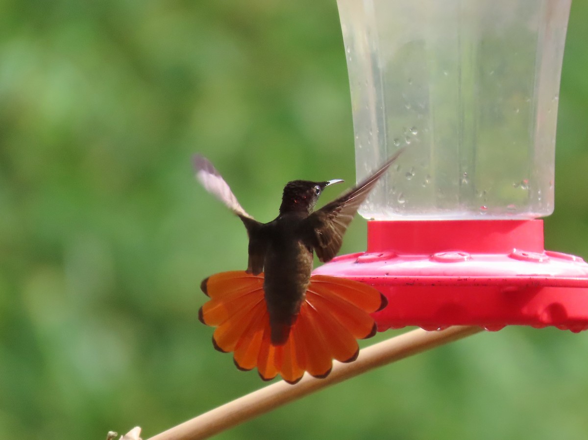 kolibřík červenohlavý - ML149785651