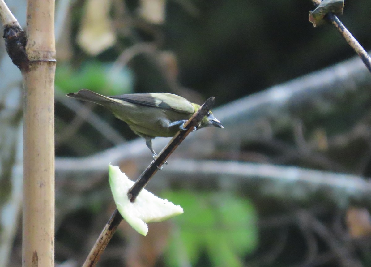 Palm Tanager - ML149785731