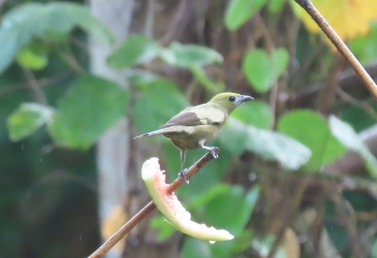 Palm Tanager - ML149785751