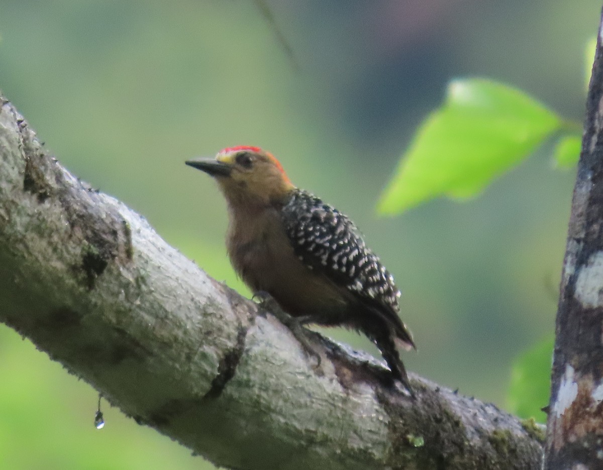 Red-crowned Woodpecker - ML149785781