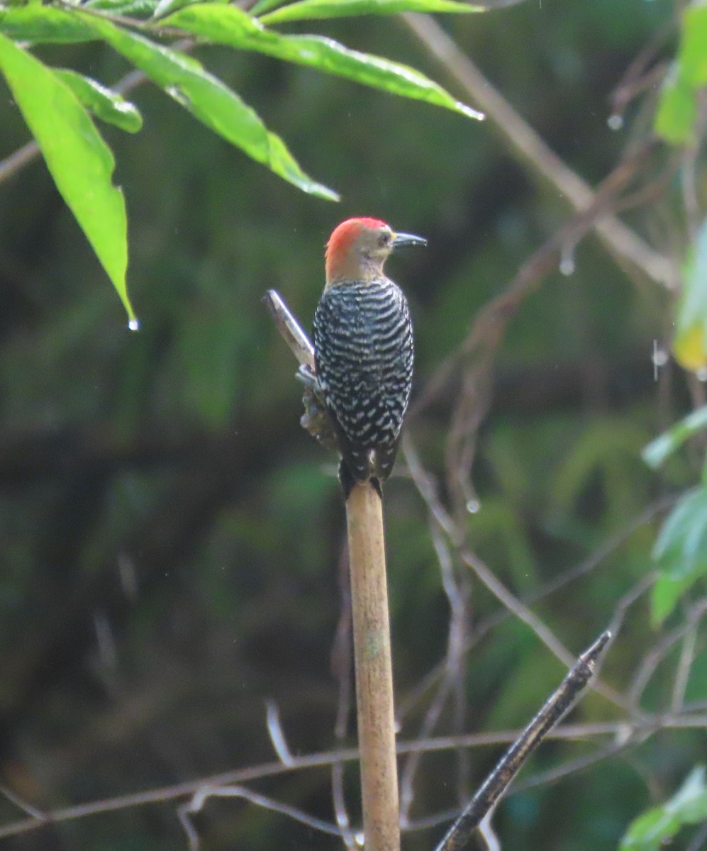 Red-crowned Woodpecker - ML149785791