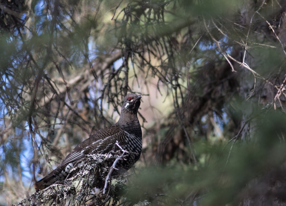 Spruce Grouse - Justin Saunders