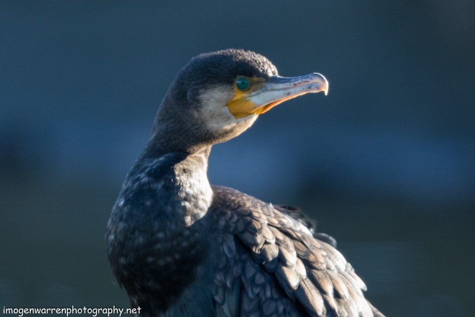 Great Cormorant (Australasian) - ML149786031