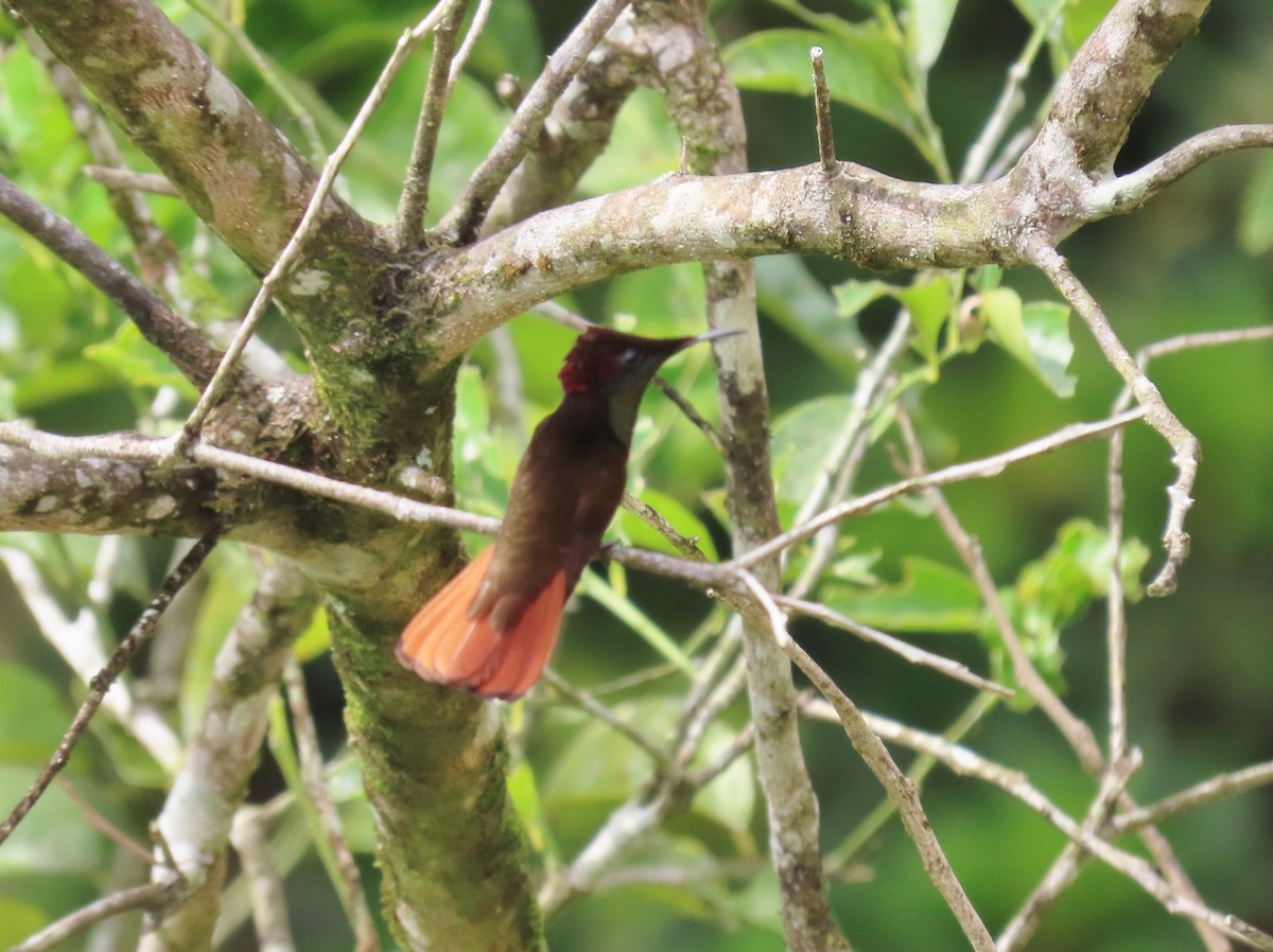 kolibřík červenohlavý - ML149786171