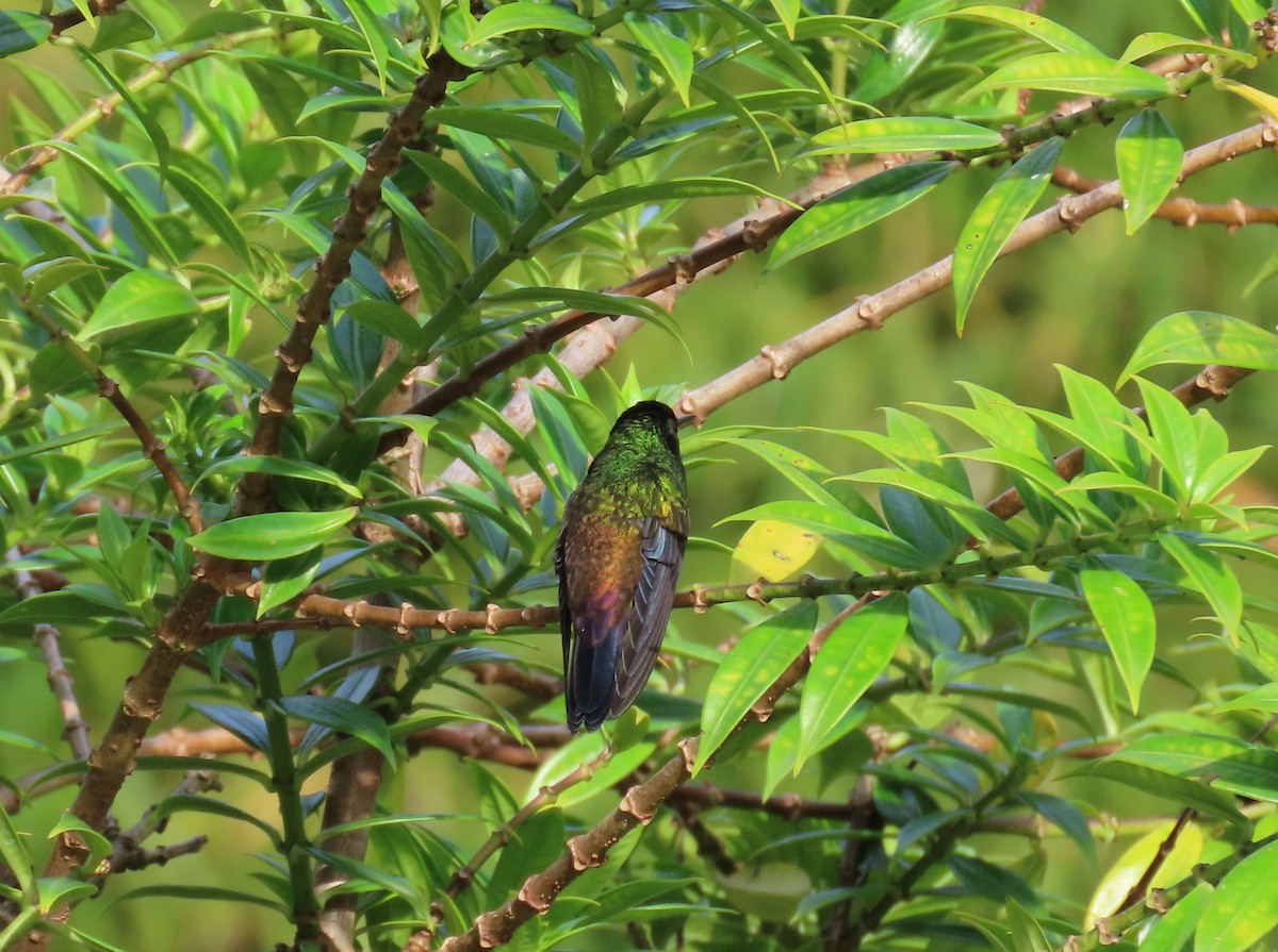 kolibřík měděnořitý - ML149786341