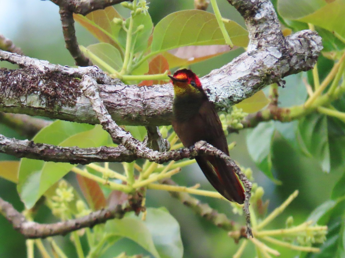 kolibřík červenohlavý - ML149786381