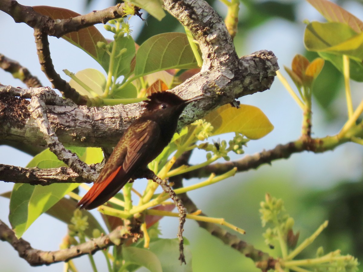 kolibřík červenohlavý - ML149786391