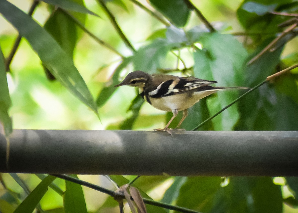 Forest Wagtail - ML149789501